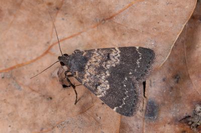 普亥鬚裳蛾 Hydrillodes lentalis 雄蟲