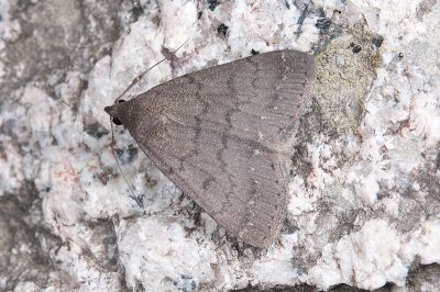 大黯竇鬚裳蛾 Nodaria tristis 雄蟲