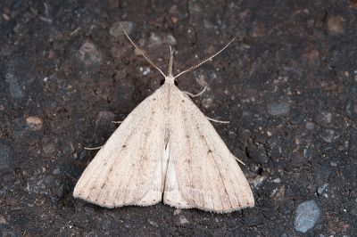 白褐芊鬚裳蛾 Treitschkendia insipidalis 雄蟲