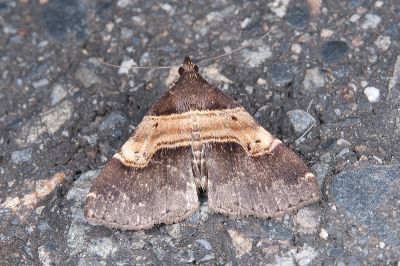 肘帶擬胸鬚裳蛾 Bertula terminalis 雄蟲