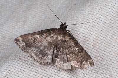 流紋櫛裳蛾 Adrapsa rivulata 雄蟲