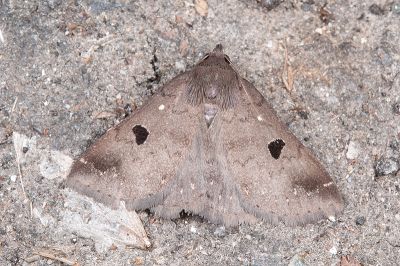 灰褐毛鬚裳蛾 Mosopia renipunctum 雄蟲