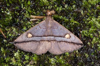 大黃斑紫衫裳蛾 Hadennia ochreistigma 雄蟲