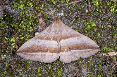 大斜線紫衫裳蛾 Hadennia macrobliqua 雄蟲