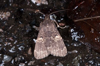 曲斑亥鬚裳蛾 Hydrillodes gravatalis 雄蟲