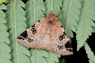 Mosopia satyrata 雄蟲
