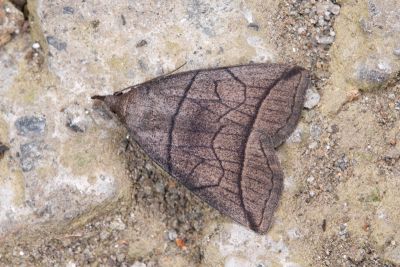 角簞鬚裳蛾 Herminia grisealis 雌蟲