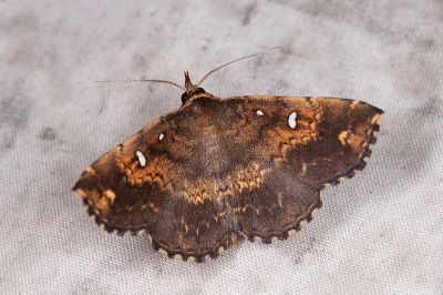 土黃櫛裳蛾 Adrapsa ochracea 雌蟲