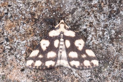 網紋擬櫛裳蛾 Adrapsoides reticulatis 雌蟲