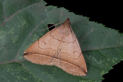 梅峰鐮鬚裳蛾 Zanclognatha meifengensis 雄蟲