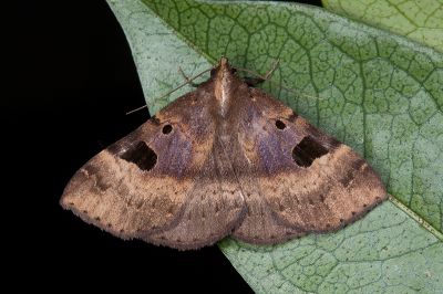 大黑斑毛鬚裳蛾 Mosopia macrostigmata 雄蟲