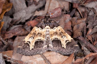 陷紋擬胸鬚裳蛾 Bertula incisa 雄蟲