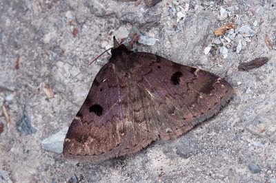 紫暈毛鬚裳蛾 Mosopia purpurea 雄蟲