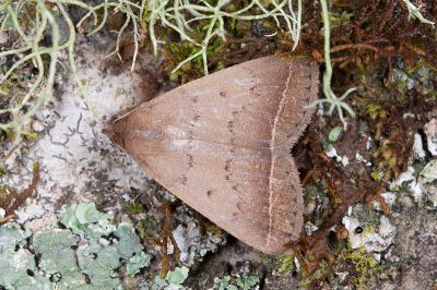 土貧裳蛾 Simplicia rhyal 雄蟲