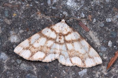 網紋奴裳蛾 Paracolax angulata 雄蟲