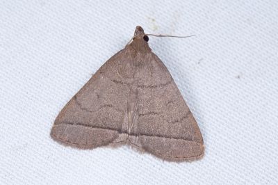 棕芊鬚裳蛾 Treitschkendia tarsipennalis 雄蟲