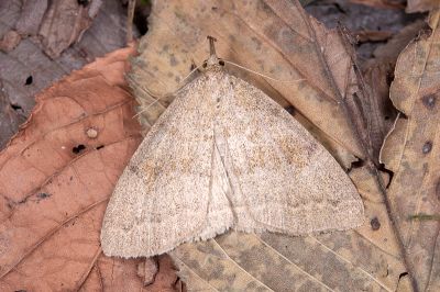 灰褐巨鬚裳蛾 Megaloctena mandarina 雌蟲