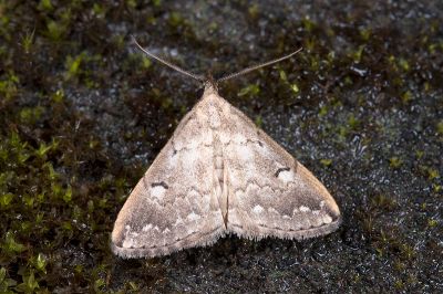 斷紋浪鬚裳蛾 Mesoplectra interrupta 雄蟲