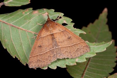 脈擬胸鬚裳蛾 Bertula venata 雌蟲