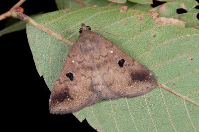 灰褐毛鬚裳蛾 Mosopia renipunctum 雄蟲