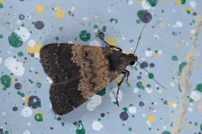 普亥鬚裳蛾 Hydrillodes lentalis 雌蟲