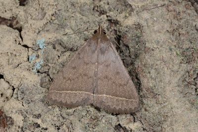 基空貧裳蛾 Simplicia simplicissima 雄蟲