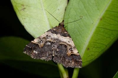彎帶擬胸鬚裳蛾 Bertula abjudicalis 雌蟲
