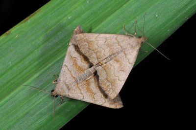 Herminia vermiculata 交尾中個體