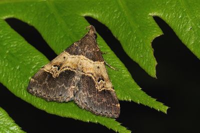 中折帶擬胸鬚裳蛾 Bertula centralis 雄蟲
