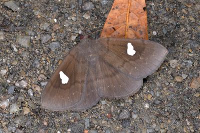 白腎鬚裳蛾 Edessena gentiusalis 雌蟲