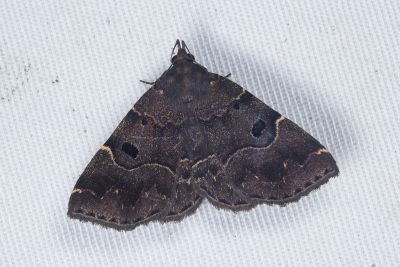 Cidariplura nigristigmata 雌蟲
