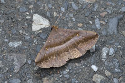 亞異紫衫裳蛾 Hadennia subincongruens 雄蟲