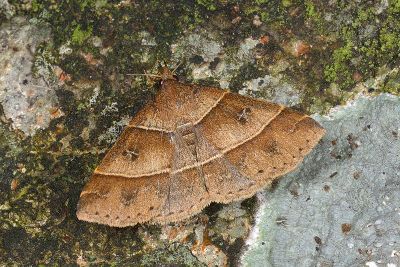 平帶擬胸鬚裳蛾 Bertula parallela 雌蟲