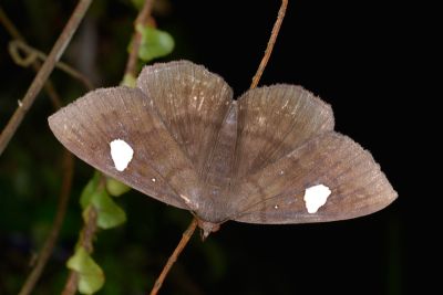 白腎鬚裳蛾 Edessena gentiusalis 雌蟲
