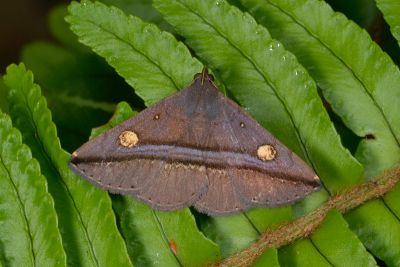 大黃斑紫衫裳蛾 Hadennia ochreistigma 雄蟲
