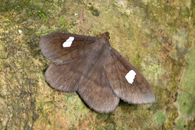 白腎鬚裳蛾 Edessena gentiusalis 雄蟲