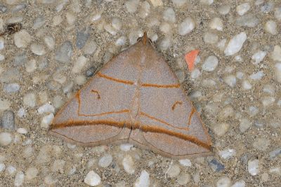 角紋浪鬚裳蛾 Mesoplectra angulina 雄蟲