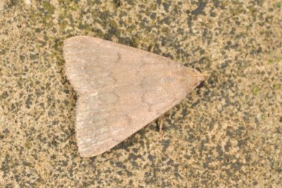 Nodaria luvicula 雄蟲