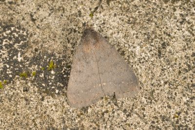 Nodaria luvicula 雄蟲