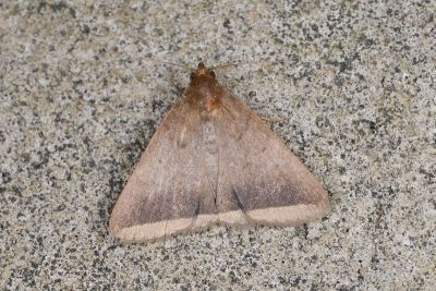 弧緣貧裳蛾 Simplicia bimarginata 雌蟲