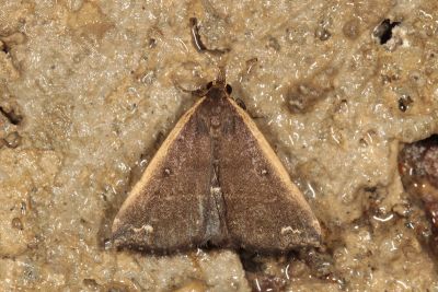 廣櫛裳蛾 Adrapsa ablualis 雌蟲