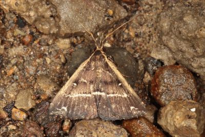 廣櫛裳蛾 Adrapsa ablualis 雄蟲