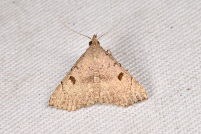 目三角鬚裳蛾 Progonia oileusalis 雄蟲