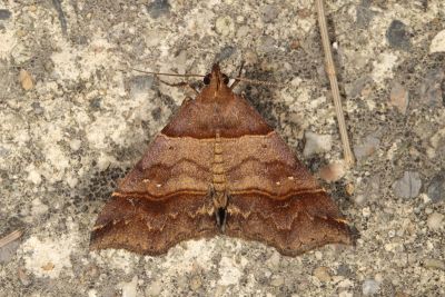 甲仙擬胸鬚裳蛾 Bertula kosemponica 雄蟲