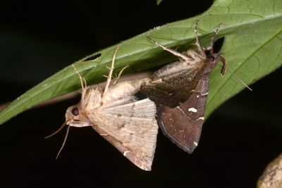 棕胸鬚裳蛾 Cidariplura gladiata 交尾中個體