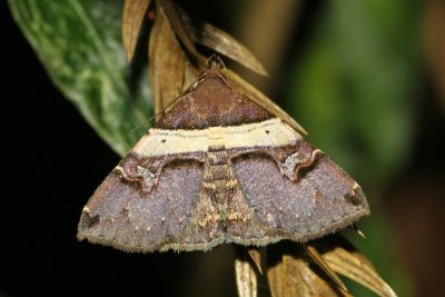 淺帶擬胸鬚裳蛾 Bertula vialis 雌蟲