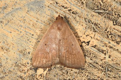 單點貧裳蛾 Simplicia unipuncta 雄蟲