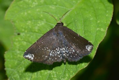 散痣棕櫛裳蛾 Adrapsa subnotigera 雄蟲