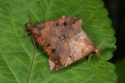 Bertula hadenalis persimilis 交尾中個體