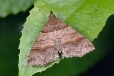 甲仙擬胸鬚裳蛾 Bertula kosemponica 雄蟲
